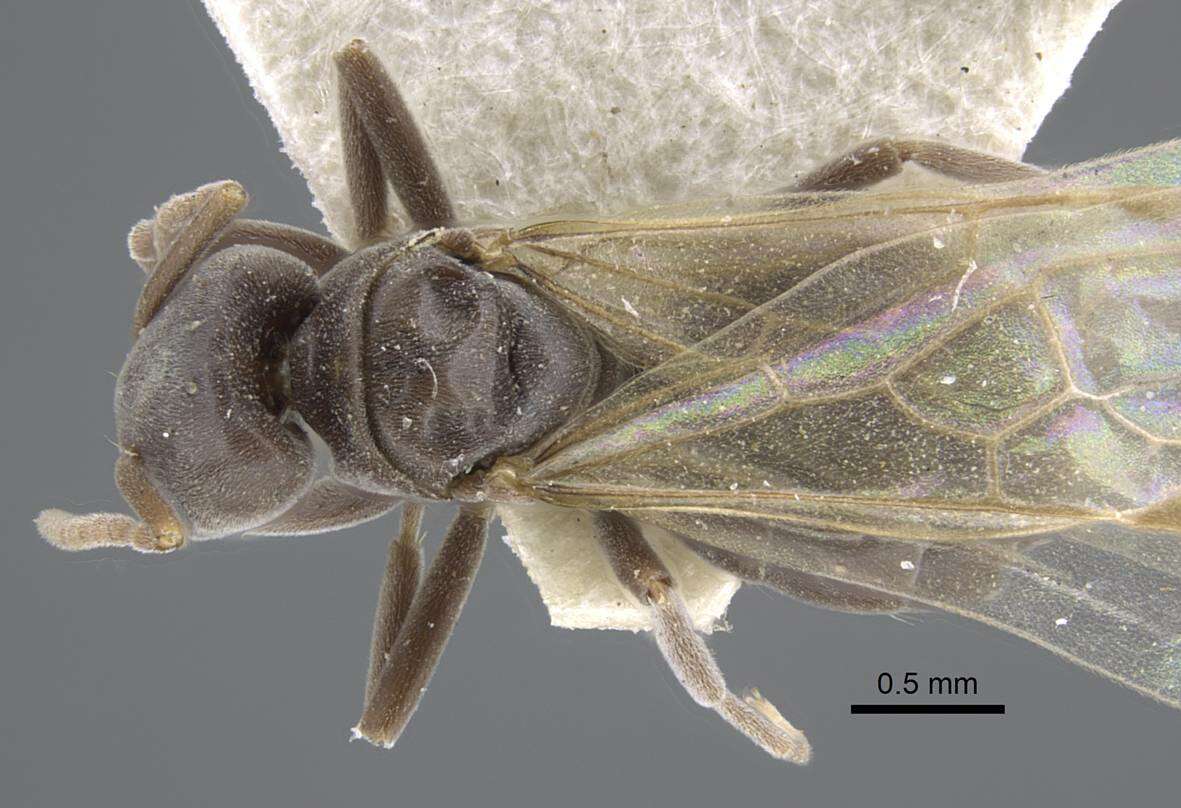 Image of Bothriomyrmex decapitans Santschi 1911