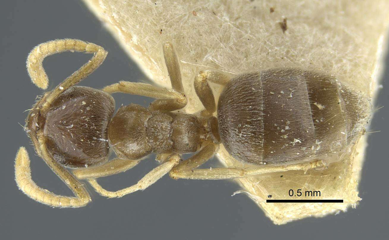 Image de Bothriomyrmex corsicus Santschi 1923