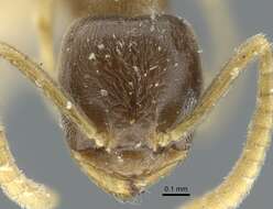 Image de Bothriomyrmex corsicus Santschi 1923