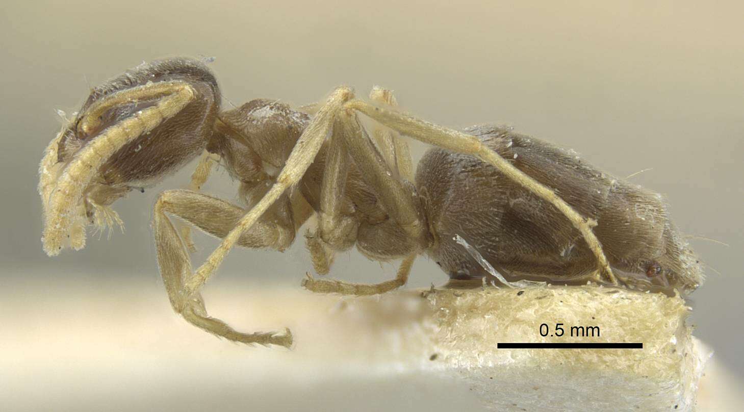 Image of Bothriomyrmex corsicus Santschi 1923