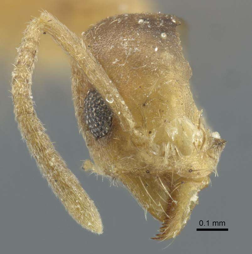 Image of Technomyrmex nigriventris Santschi 1910