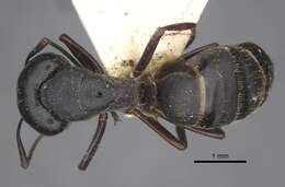 Plancia ëd Camponotus