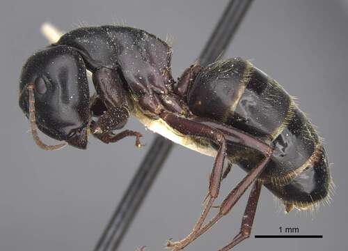 Image of Carpenter ant