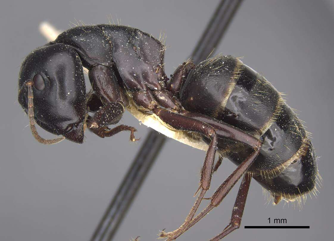 Plancia ëd Camponotus