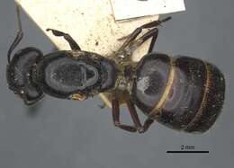 Plancia ëd Camponotus