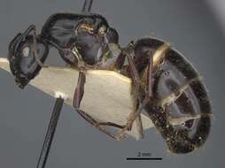 Plancia ëd Camponotus