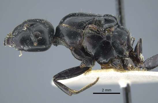 Plancia ëd Camponotus atrox Emery 1925