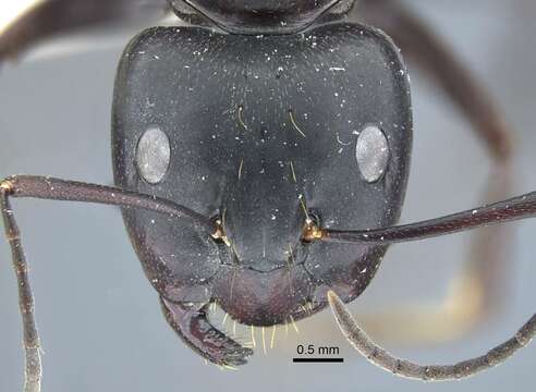 Image of Camponotus japonicus Mayr 1866