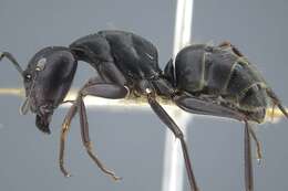 Image of Camponotus japonicus Mayr 1866