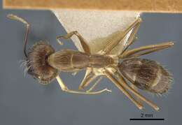 Plancia ëd Camponotus terricola Karavaiev 1929