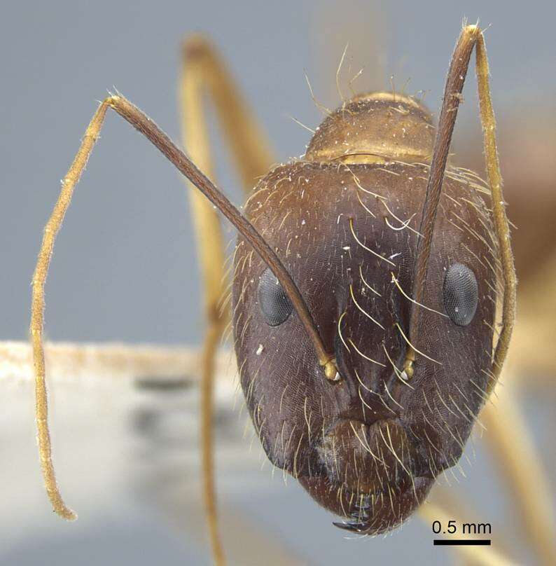 Plancia ëd Camponotus terricola Karavaiev 1929