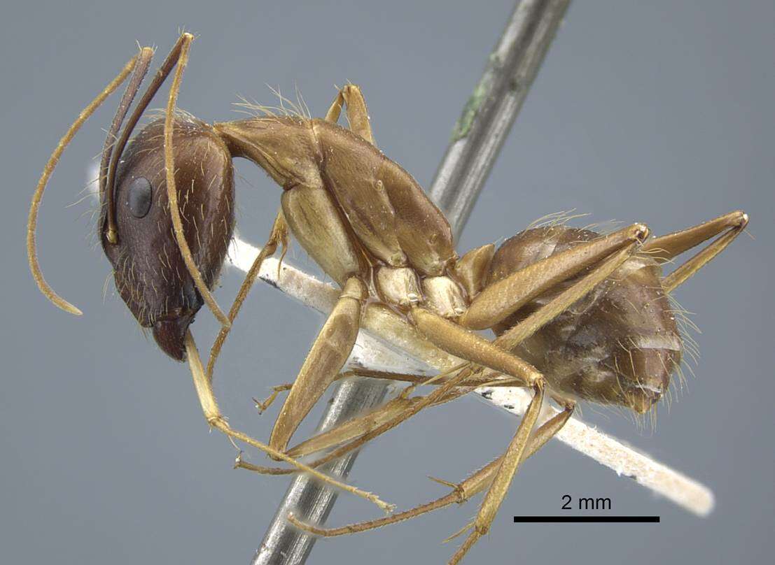 Plancia ëd Camponotus terricola Karavaiev 1929