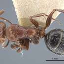 Image de Camponotus semirufus Emery 1925