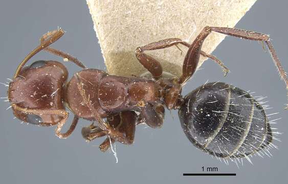 Image de Camponotus semirufus Emery 1925