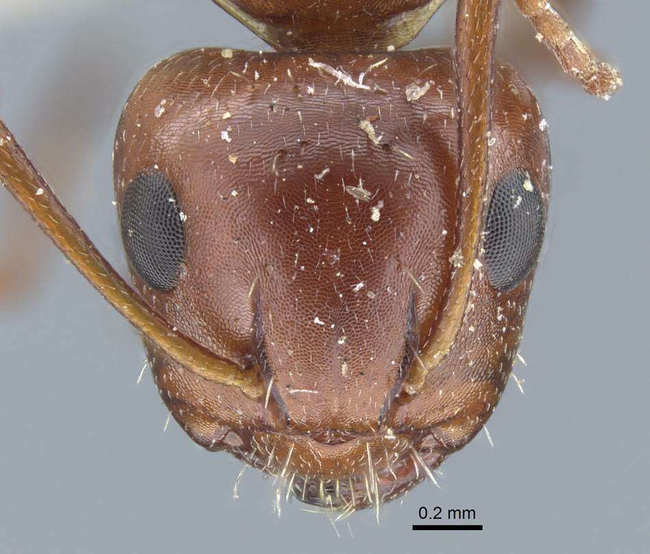 Plancia ëd Camponotus semirufus Emery 1925