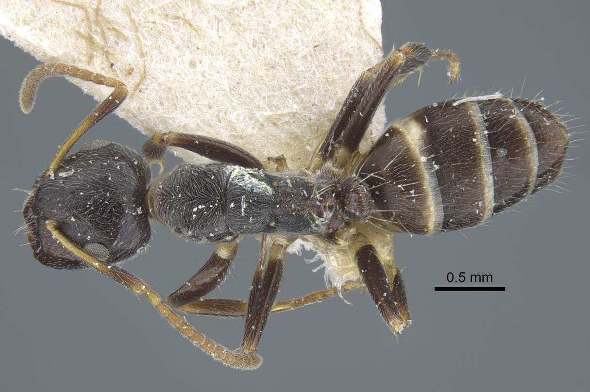 Image of Camponotus annulatus Karavaiev 1929