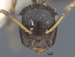 Image of Camponotus annulatus Karavaiev 1929