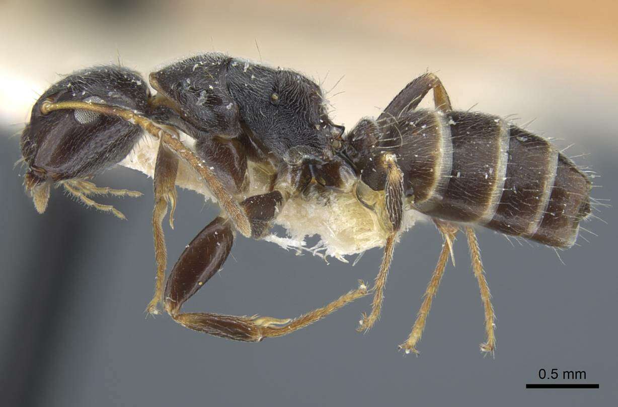 Image of Camponotus annulatus Karavaiev 1929