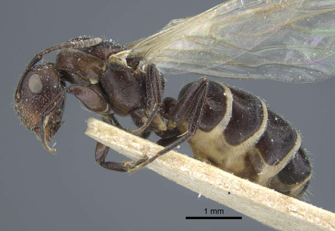 Image of Camponotus annulatus Karavaiev 1929