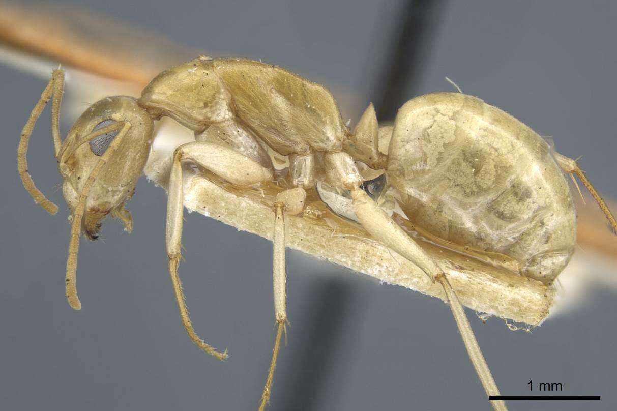 Image of Camponotus cuneiscapus Forel 1910