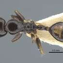 Image of Camponotus pictostriatus Karavaiev 1933