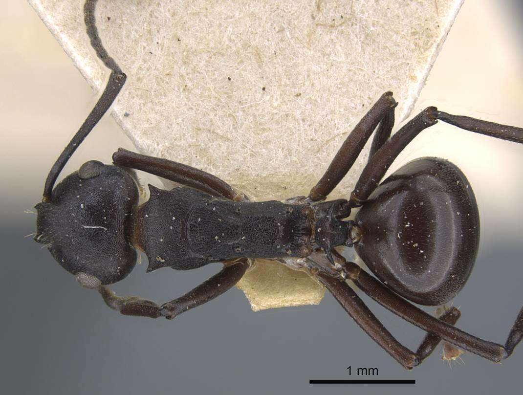 Image of Polyrhachis tricuspis Andre 1887