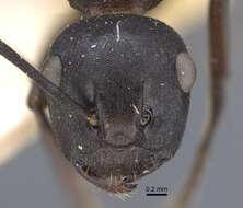 Image of Polyrhachis tricuspis Andre 1887