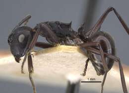 Image of Polyrhachis tricuspis Andre 1887