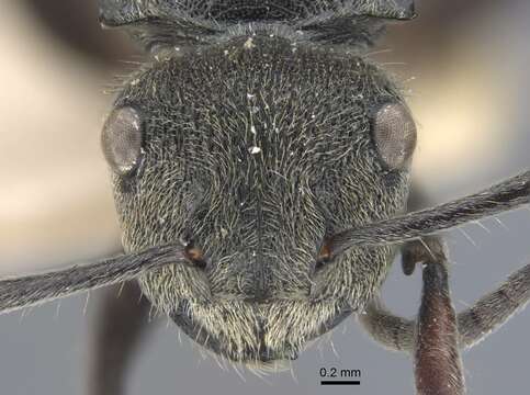 Image de Polyrhachis obtusa Emery 1897