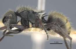 Image of Polyrhachis obtusa Emery 1897