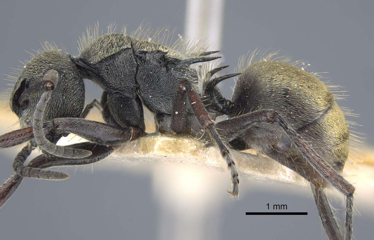 Image of Polyrhachis obtusa Emery 1897