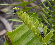 Imagem de Anthomyia albostriata (Wulp 1883)