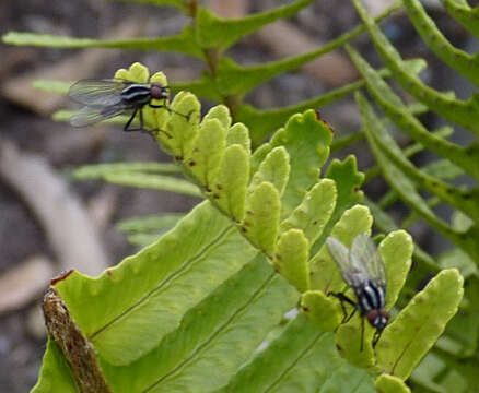 Image of Anthomyia albostriata (Wulp 1883)