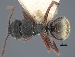 Image of Polyrhachis obtusa Emery 1897