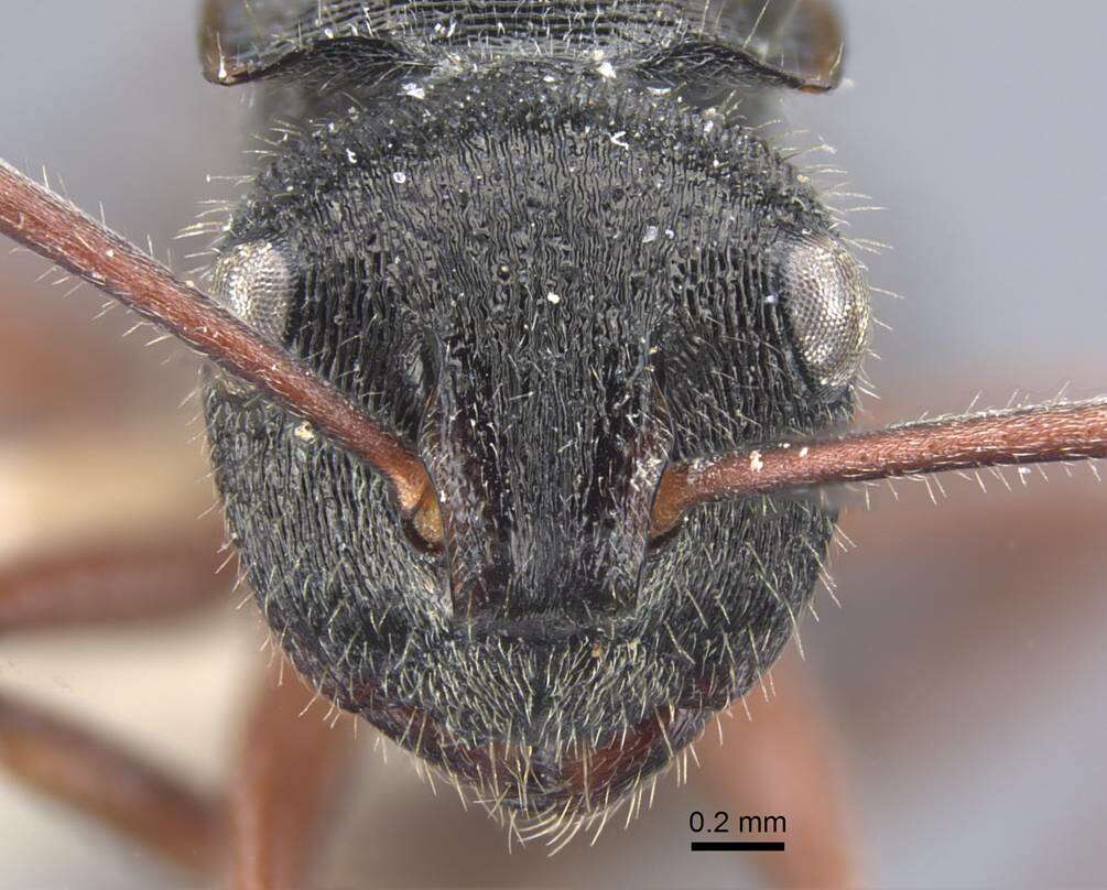 Image of Polyrhachis obtusa Emery 1897