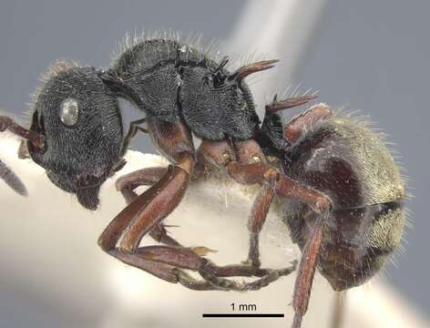 Image de Polyrhachis obtusa Emery 1897