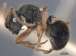 Image of Polyrhachis marginata Smith 1859