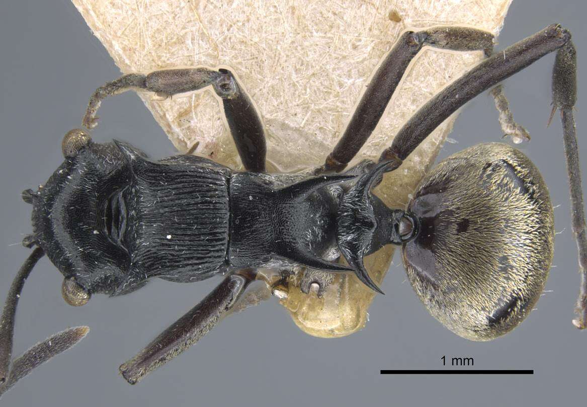 Plancia ëd Polyrhachis atropos Smith 1860