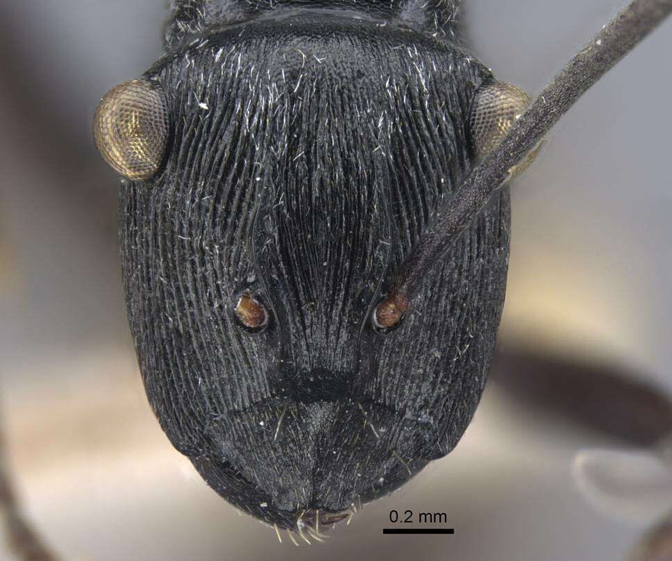 Plancia ëd Polyrhachis atropos Smith 1860