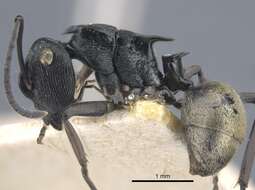 Plancia ëd Polyrhachis atropos Smith 1860