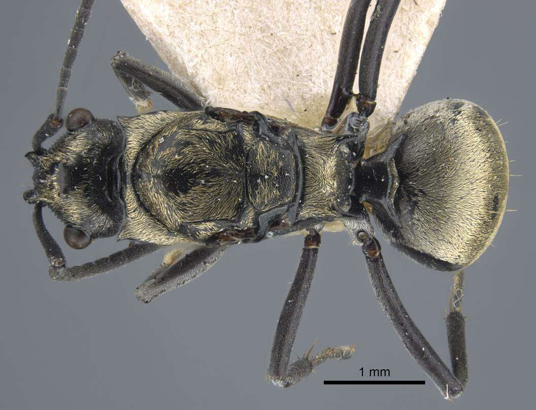 Plancia ëd Polyrhachis atropos Smith 1860