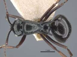 Image of Polyrhachis batesi Forel 1911