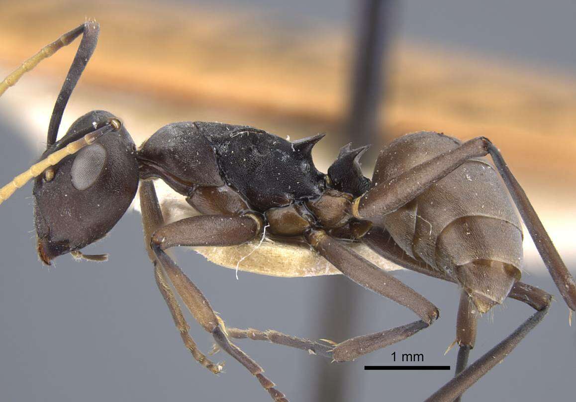 Image of Polyrhachis flavoflagellata Karavaiev 1927