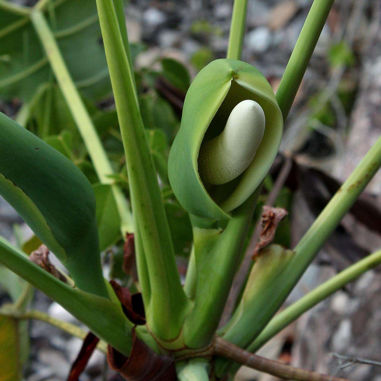 Philodendron saxicola K. Krause resmi