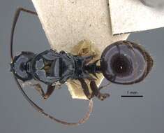 Image of Polyrhachis keratifera Karavaiev 1927