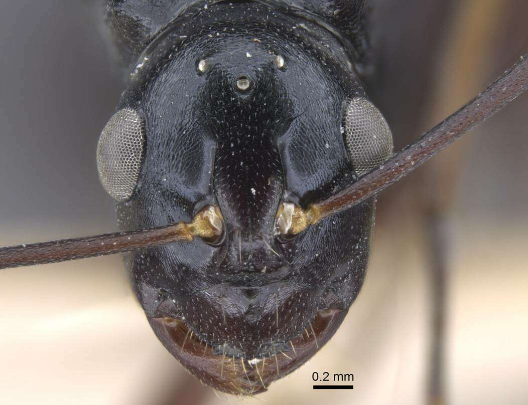 Image of Polyrhachis keratifera Karavaiev 1927