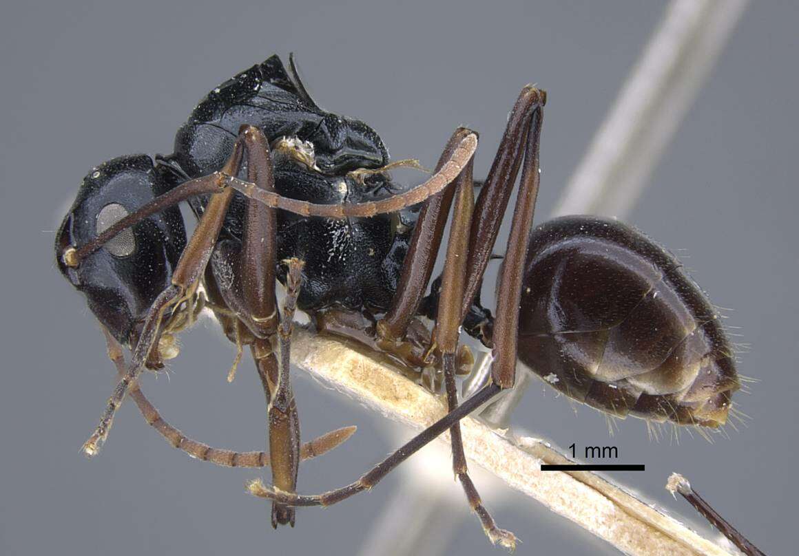 Image of Polyrhachis keratifera Karavaiev 1927