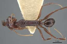 Image of Anochetus mixtus Radchenko 1993