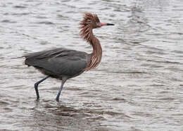 Image de Aigrette roussâtre