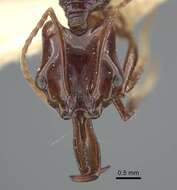 Image of Anochetus mixtus Radchenko 1993